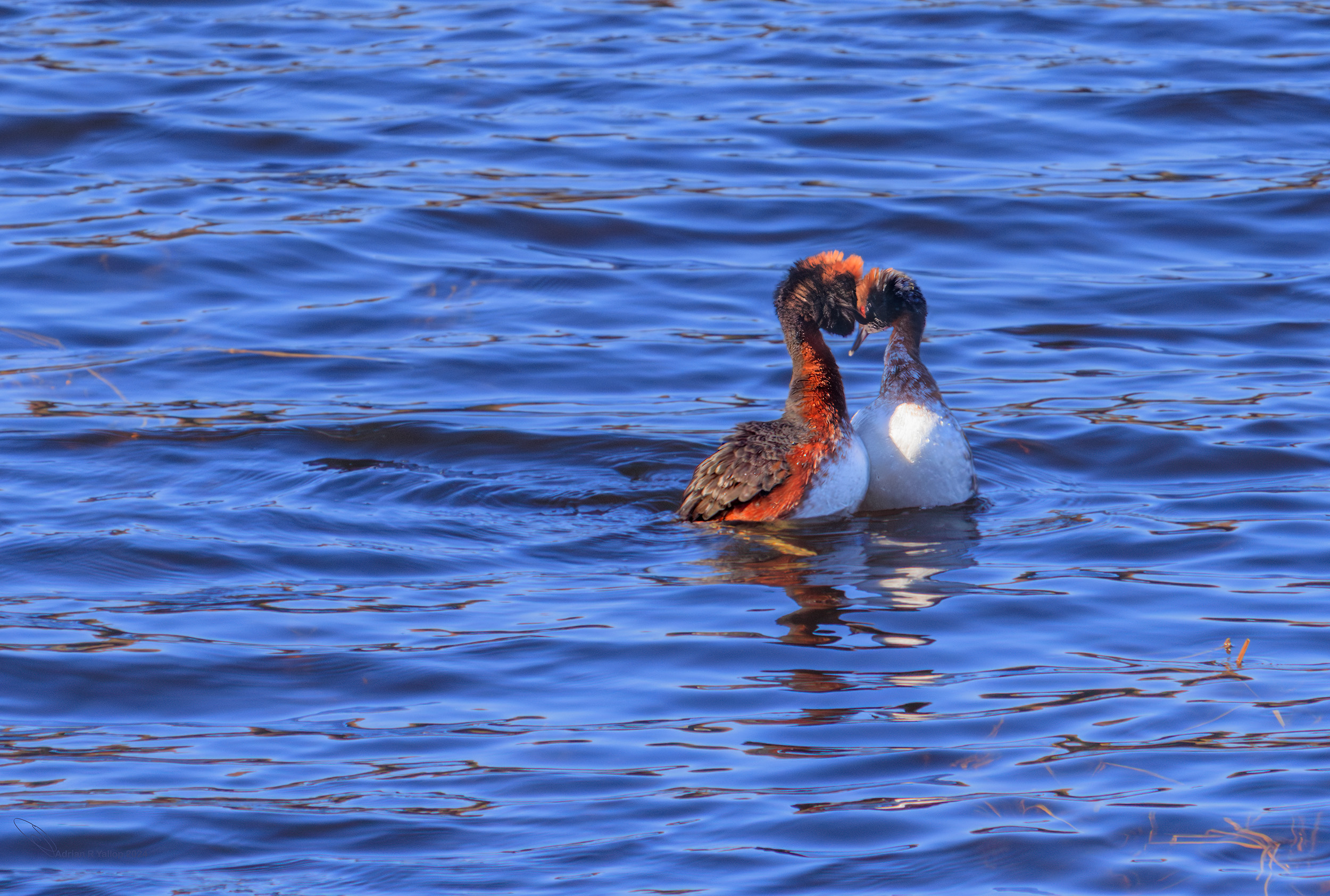 Podiceps auritus